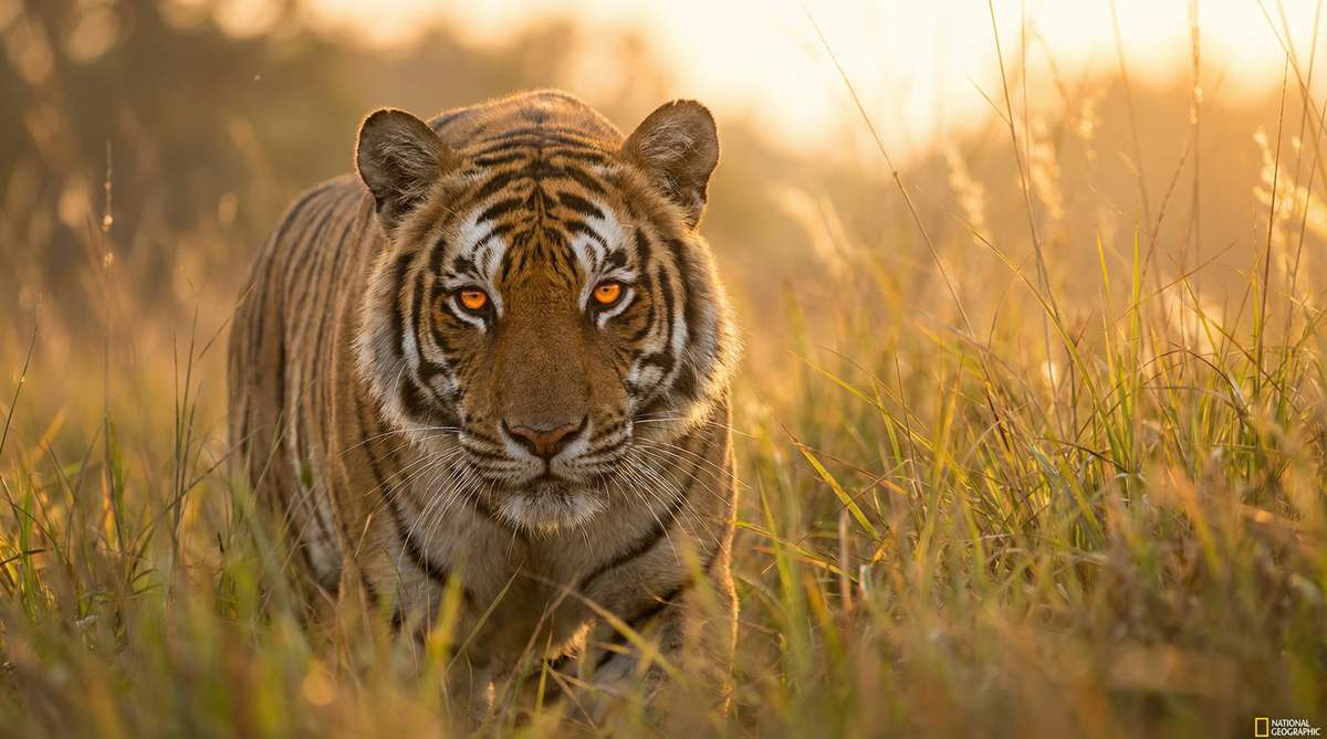 麻豆今日推荐老虎视频